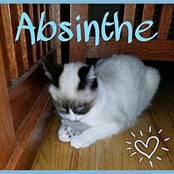 Thumbnail photo of Absinthe #1