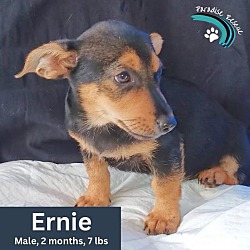Thumbnail photo of Ernie #2