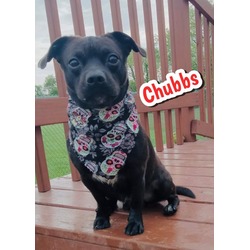 Photo of Chubbs