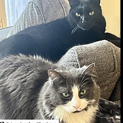 Thumbnail photo of Fluffy and Midnight #1