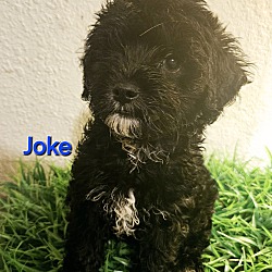 Photo of Joke