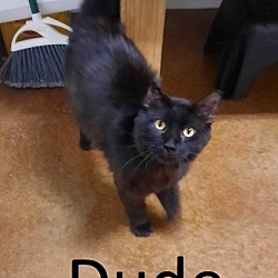 Photo of Dude