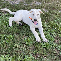 Thumbnail photo of Buzzy (12wk PUPPY) #3