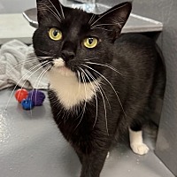 adopt a pet