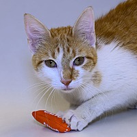 adopt a pet