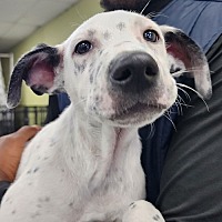 adopt a pet