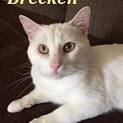 Thumbnail photo of Brecken - Adopted August 2016 #3