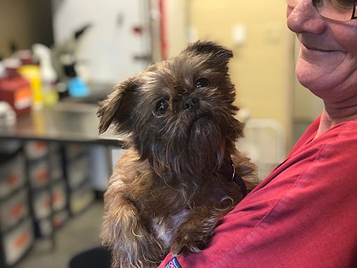 Madison Wi Brussels Griffon Meet Wystri A Pet For Adoption