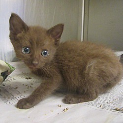 Photo of Chaka ($50 to adopt)