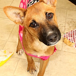 Thumbnail photo of Gracie~adopted! #1
