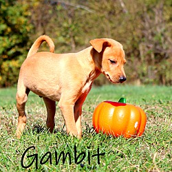 Thumbnail photo of Gambit~adopted! #3