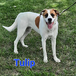 Thumbnail photo of Tulip #2