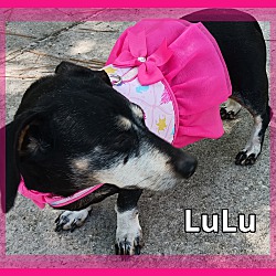 Thumbnail photo of LuLu #3
