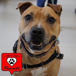Photo of Copper