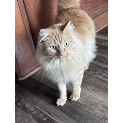 Beluga: Adoptable Male Cat in Wichita, KS