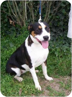 Marion, AR - Australian Shepherd. Meet Duchess a Dog for Adoption.