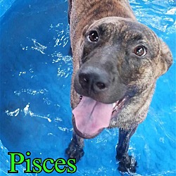 Thumbnail photo of Pisces #3