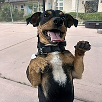 adopt a pet