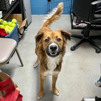 adopt a pet
