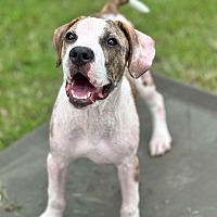 adopt a pet