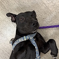 adopt a pet