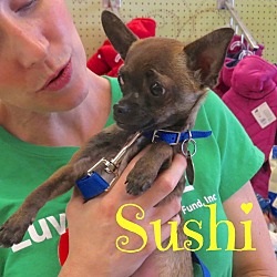 Thumbnail photo of Sushi #3
