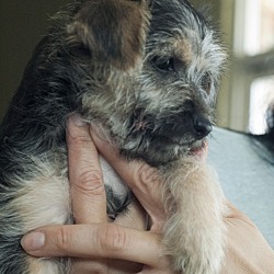 Thumbnail photo of Prada - Chanel pup #3