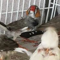 Photo of Finches