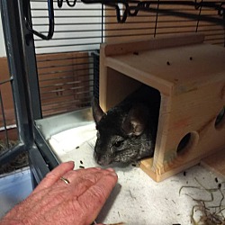 nola chinchilla rescue