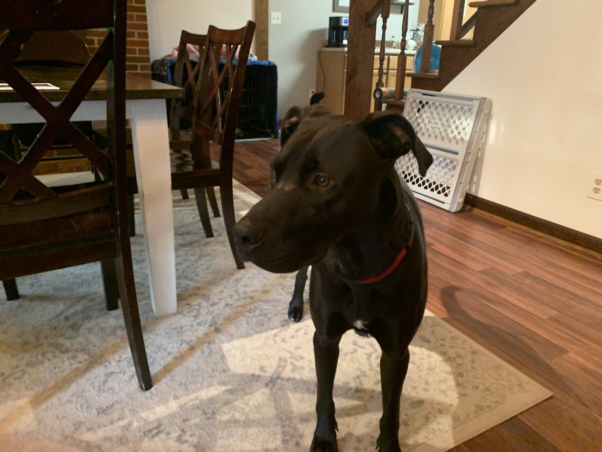 Adopt Buddy a Brown/Chocolate Great Dane / Labrador Retriever / Mixed