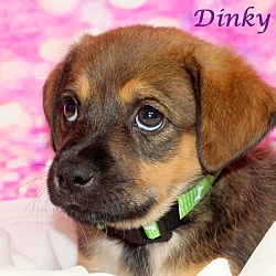 Thumbnail photo of Dinky~adopted! #1