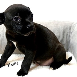 Thumbnail photo of Hattie~adopted! #4