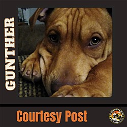 Photo of GUNTHER