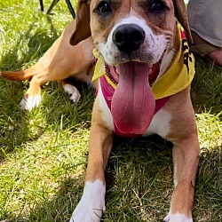 Photo of Gidget