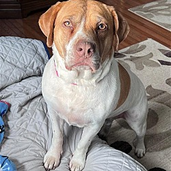 Photo of Twinkie