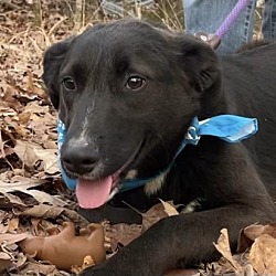 Thumbnail photo of Avery - A-Pup litter #2