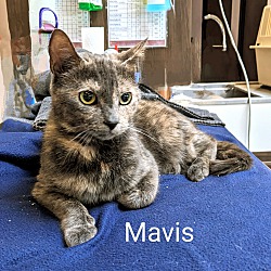 Photo of Mavis