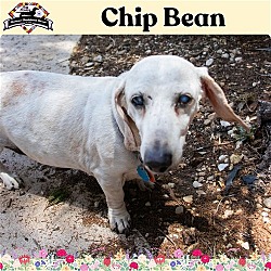 Photo of Chip Bean +