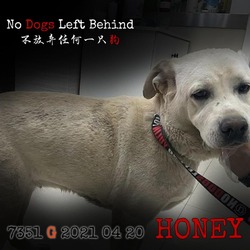 Thumbnail photo of Honey 7351 #2
