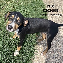 Thumbnail photo of Tito #1