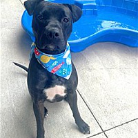 adopt a pet