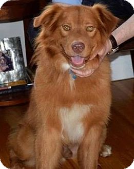 duck toller mix