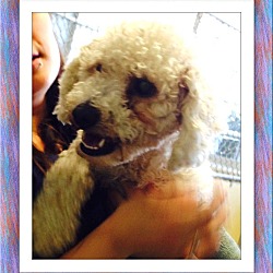 Thumbnail photo of Adopted!!Hemmingway - IL #2
