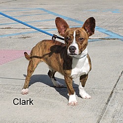 Thumbnail photo of Clark #1
