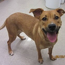 Thumbnail photo of Biscuit-PENDING ADOPTION #2