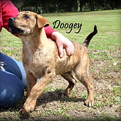 Thumbnail photo of Doogey~adopted! #1