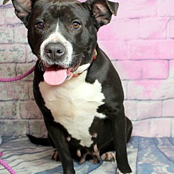 Thumbnail photo of Masie~adopted! #1