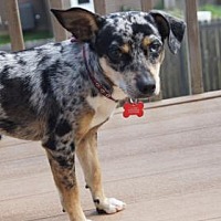 Dachshund Puppies For Sale In Iowa Adoptapet Com