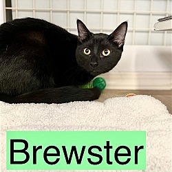 Photo of Brewster