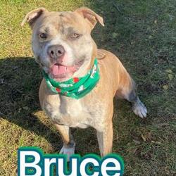 Photo of Bruce 'Tank'